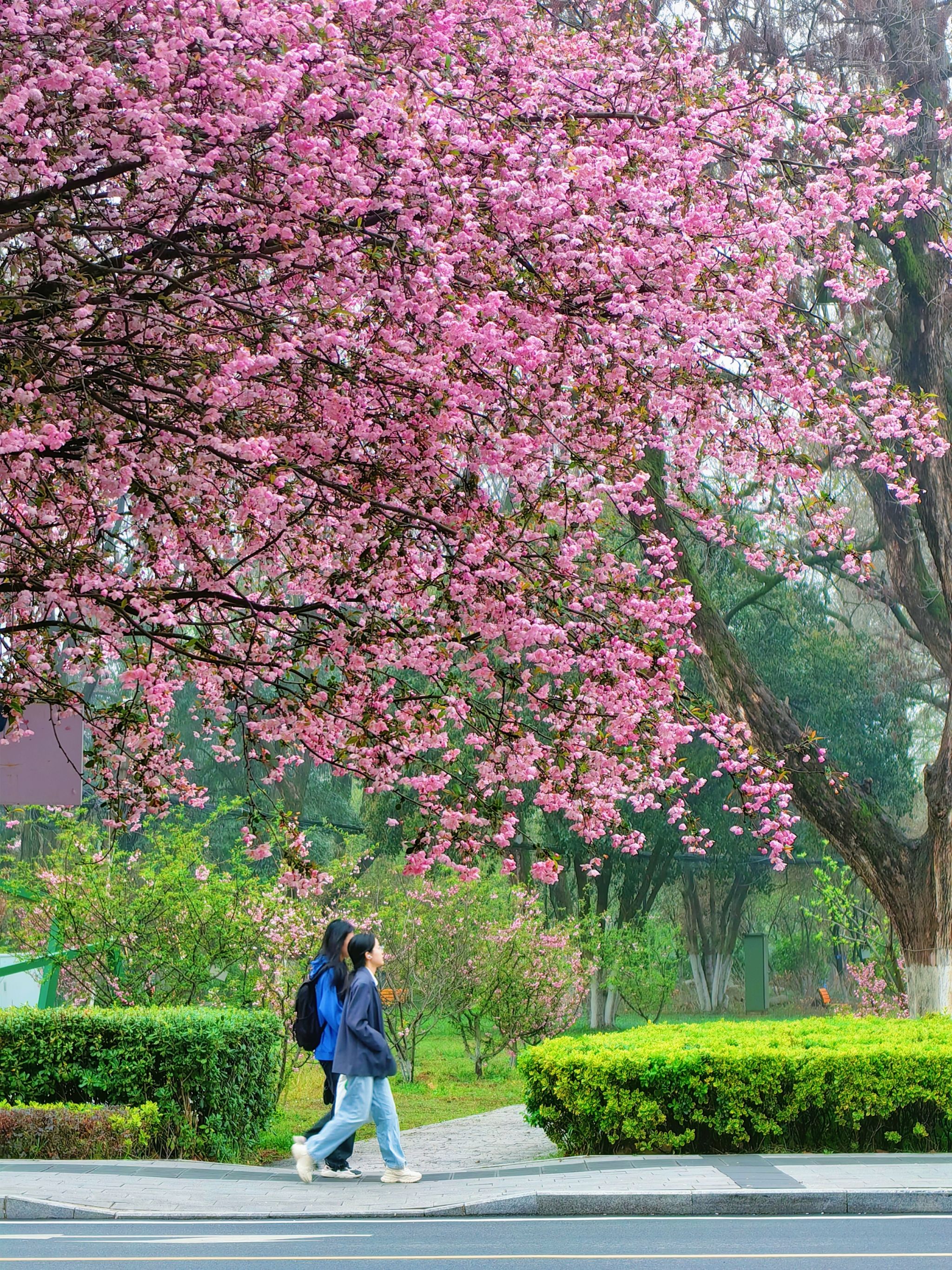 安徽农业大学校园风光图片