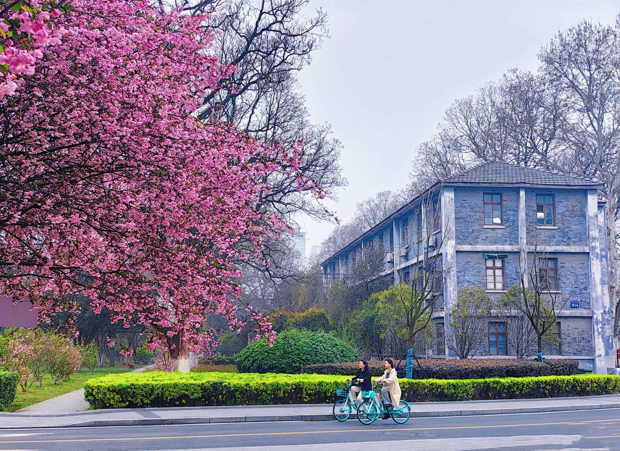 大学校园春景图片